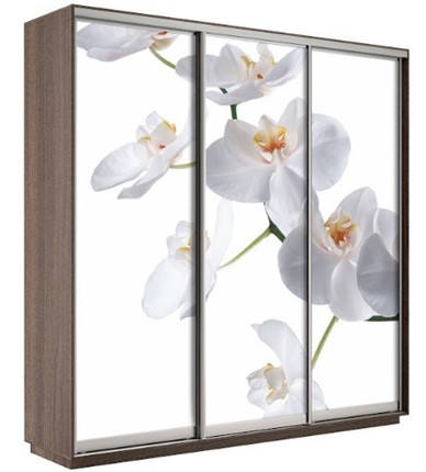 Шкаф 3-х створчатый Экспресс 1800х600х2200, Орхидея бела/шимо темный в Мурманске - изображение