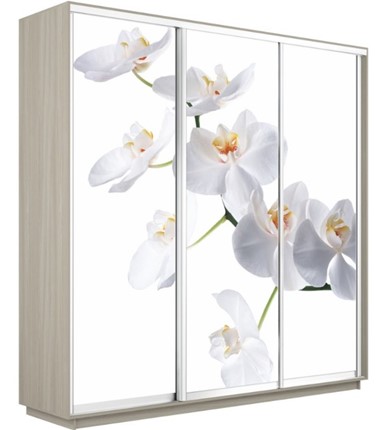 Шкаф Экспресс 2400х600х2200, Орхидея белая/шимо светлый в Мурманске - изображение